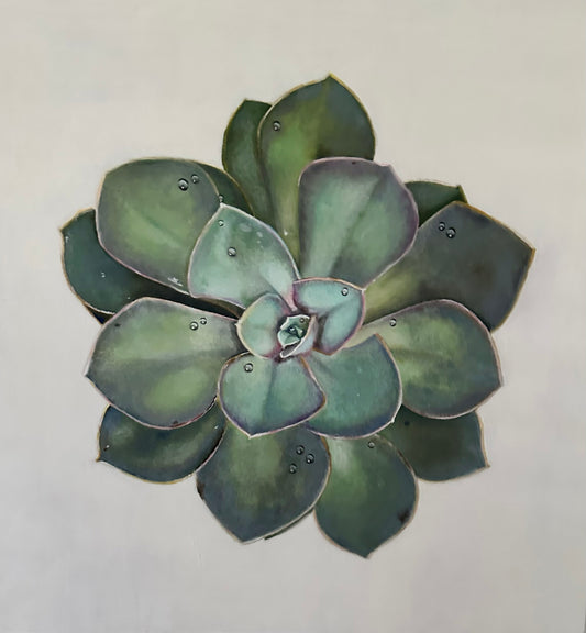 Large Succulent